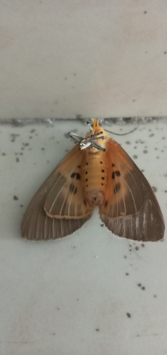 Tropical Tiger Moth photo 4