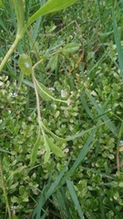 Phyla nodiflora