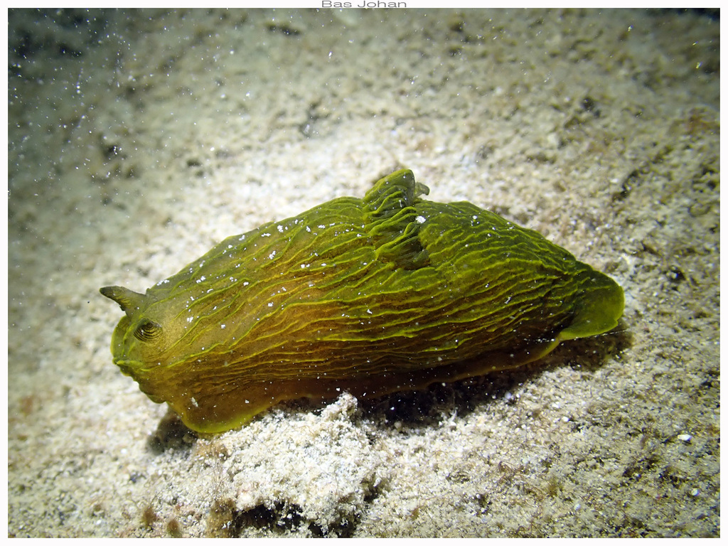 Gymnodoris feyae