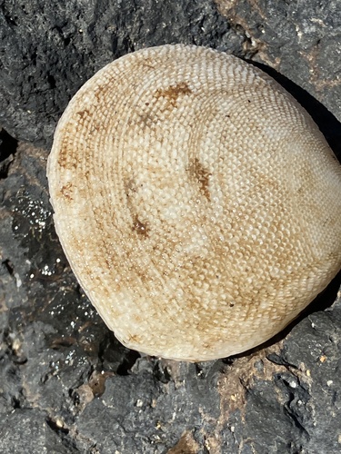 Scutarcopagia scobinata, 2024-02-19