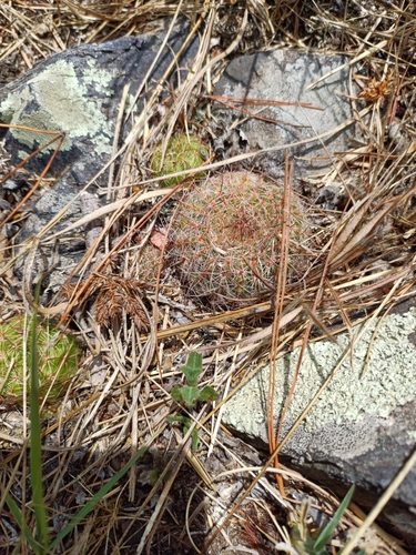 Parodia concinna