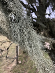 Usnea ceratina