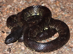 Desert Kingsnake photo 1