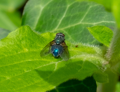 Eudasyphora cyanella
