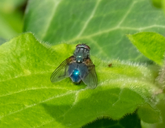 Eudasyphora cyanella