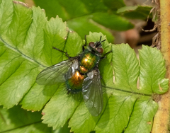 Gymnocheta viridis