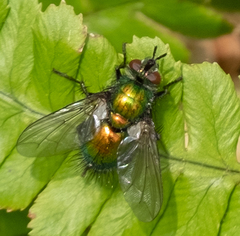 Gymnocheta viridis