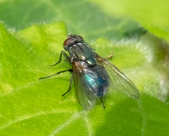Eudasyphora cyanella