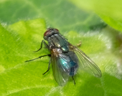 Eudasyphora cyanella