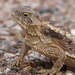 Regal Horned Lizard - Photo (c) diomedea_exulans_li, some rights reserved (CC BY-NC)