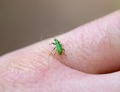 Phyllobius argentatus