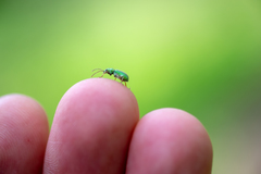 Phyllobius argentatus