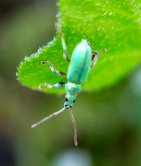 Phyllobius argentatus
