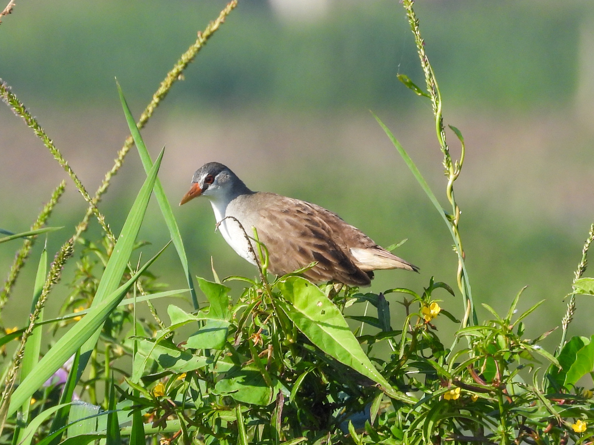 White-browed Crake