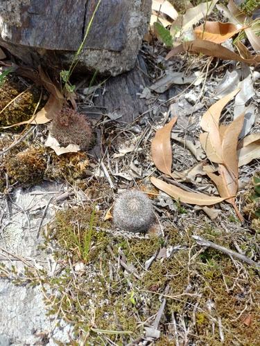 Image of Parodia scopa by (c) Agustina Medina, some rights reserved (CC BY)