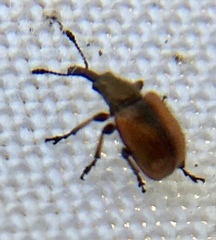 Tatianaerhynchites aequatus