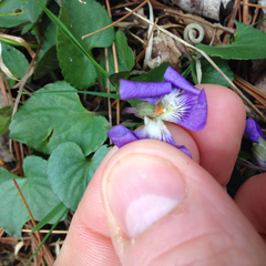 Viola sagittata