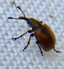 Tatianaerhynchites aequatus