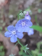 Omphalodes nitida