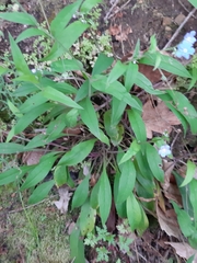 Omphalodes nitida