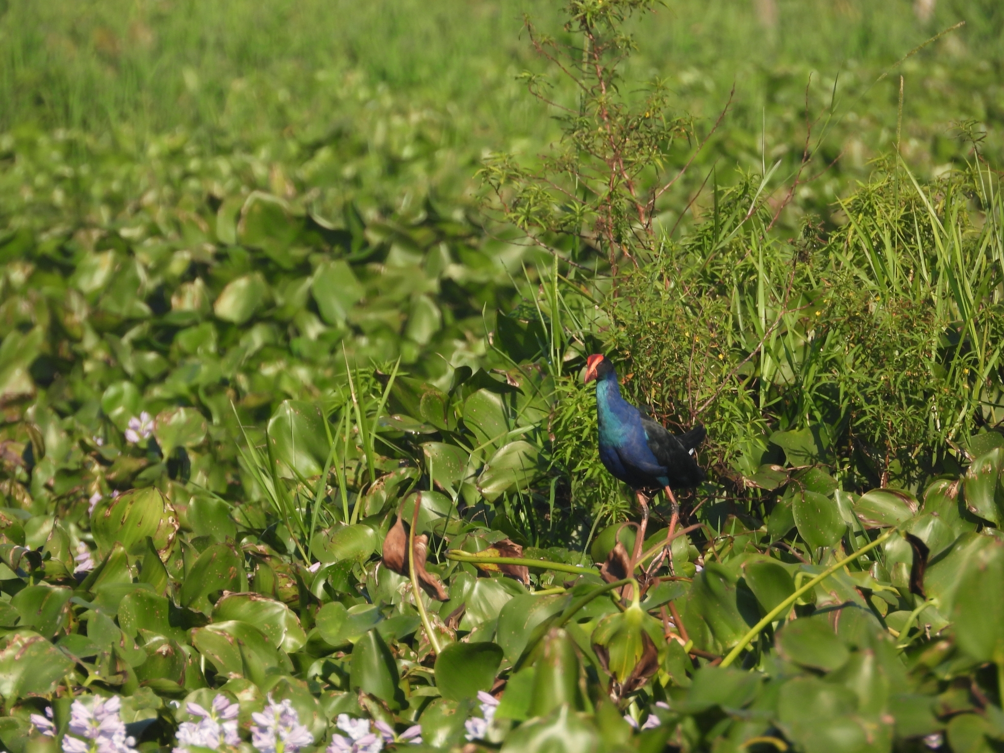 Purple Swamphen