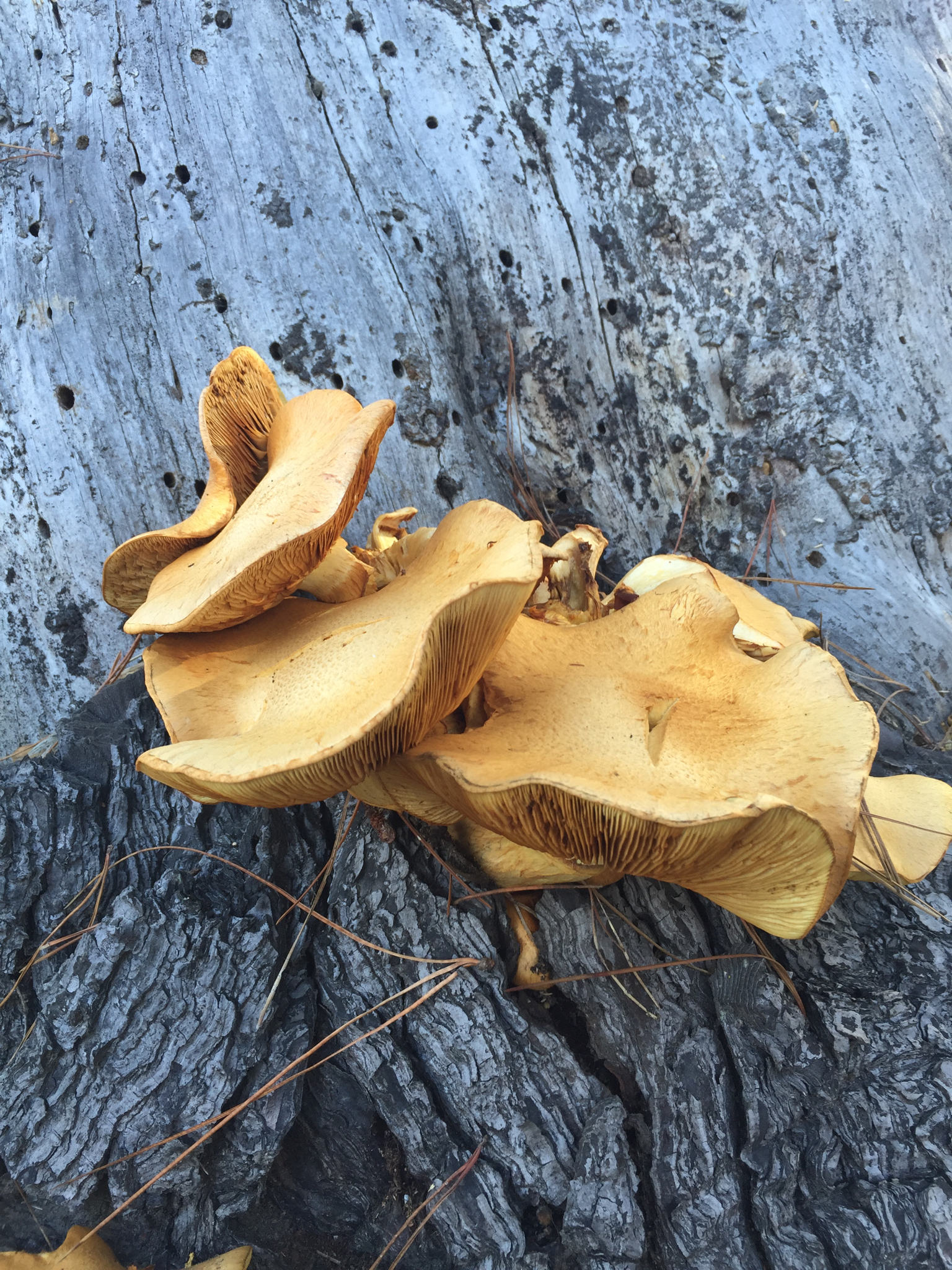 Gymnopilus junonius image