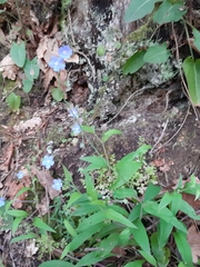 Omphalodes nitida