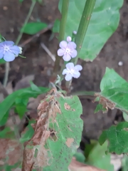 Omphalodes nitida