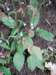 Omphalodes nitida