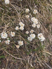 Iberis