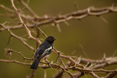 Melaniparus albiventris