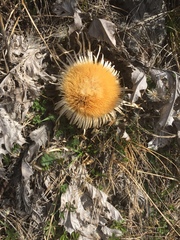 Carlina acaulis
