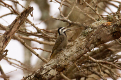 Chloropicus namaquus