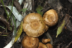 Pholiota subflammans