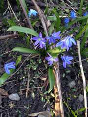 Scilla siberica