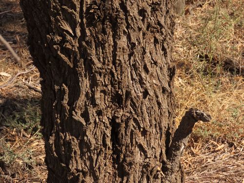 Image of Acacia pendula by (c) coenobita, some rights reserved (CC BY)