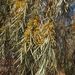 Acacia pendula - Photo (c) coenobita, algunos derechos reservados (CC BY), subido por coenobita