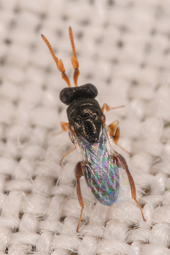Schwarzella arizonensis