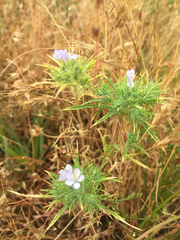 Navarretia tagetina