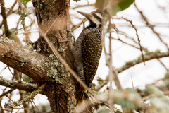 Chloropicus namaquus