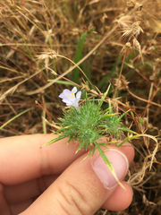 Navarretia tagetina