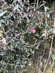 Gaultheria macrostigma