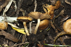 Pholiota subflammans