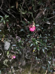 Gaultheria macrostigma