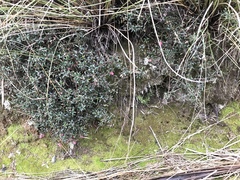 Gaultheria macrostigma