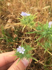 Navarretia tagetina