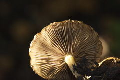 Pholiota subflammans