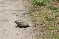 Kinosternon subrubrum subrubrum