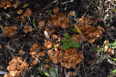 Pholiota subflammans