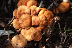 Pholiota subflammans